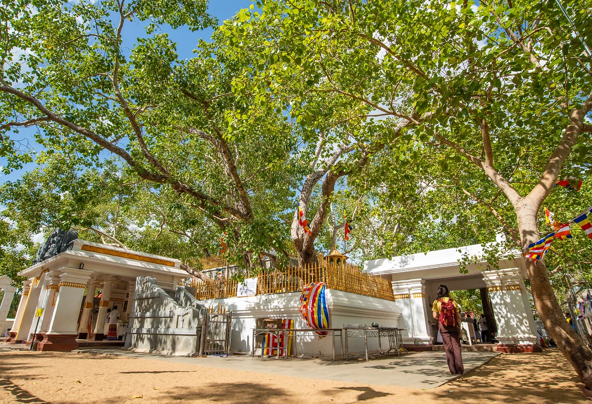 Plus vielle arbre nommé de Jaya Sri Maha Bodhi, Anuradhapura, Sri Lanka