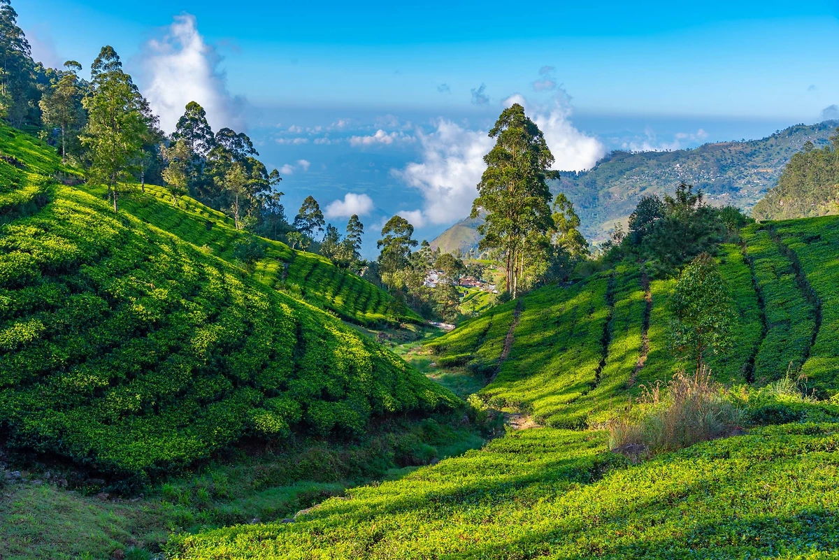 Plantation de thé près de Haputale, Sri Lanka