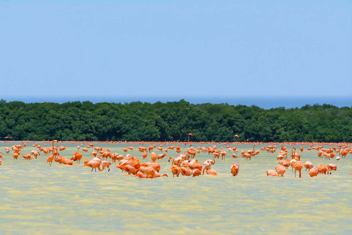 Flamants roses, réserve de Ría Celestún, région de Mérida, Mexique