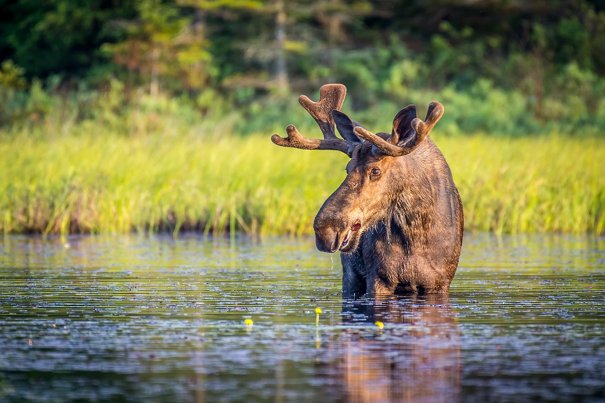 Élan dans le parc Algonquin, Ontario, Canada
