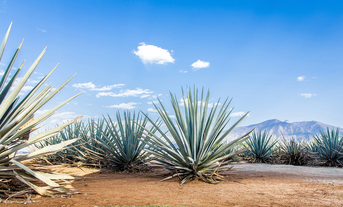 Paysage de plantation d'agaves pour la production de tequila, Mexique