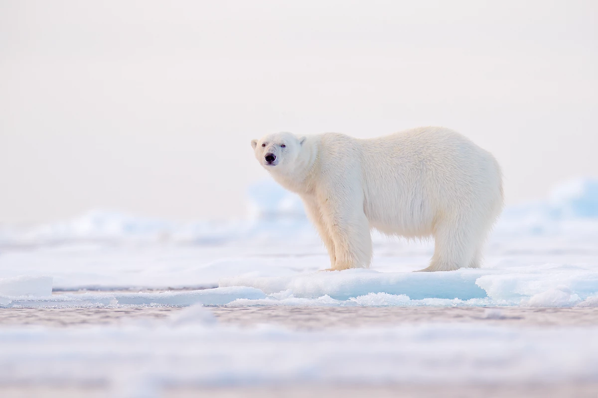 Norvège : Au royaume des glaces, l’ours polaire