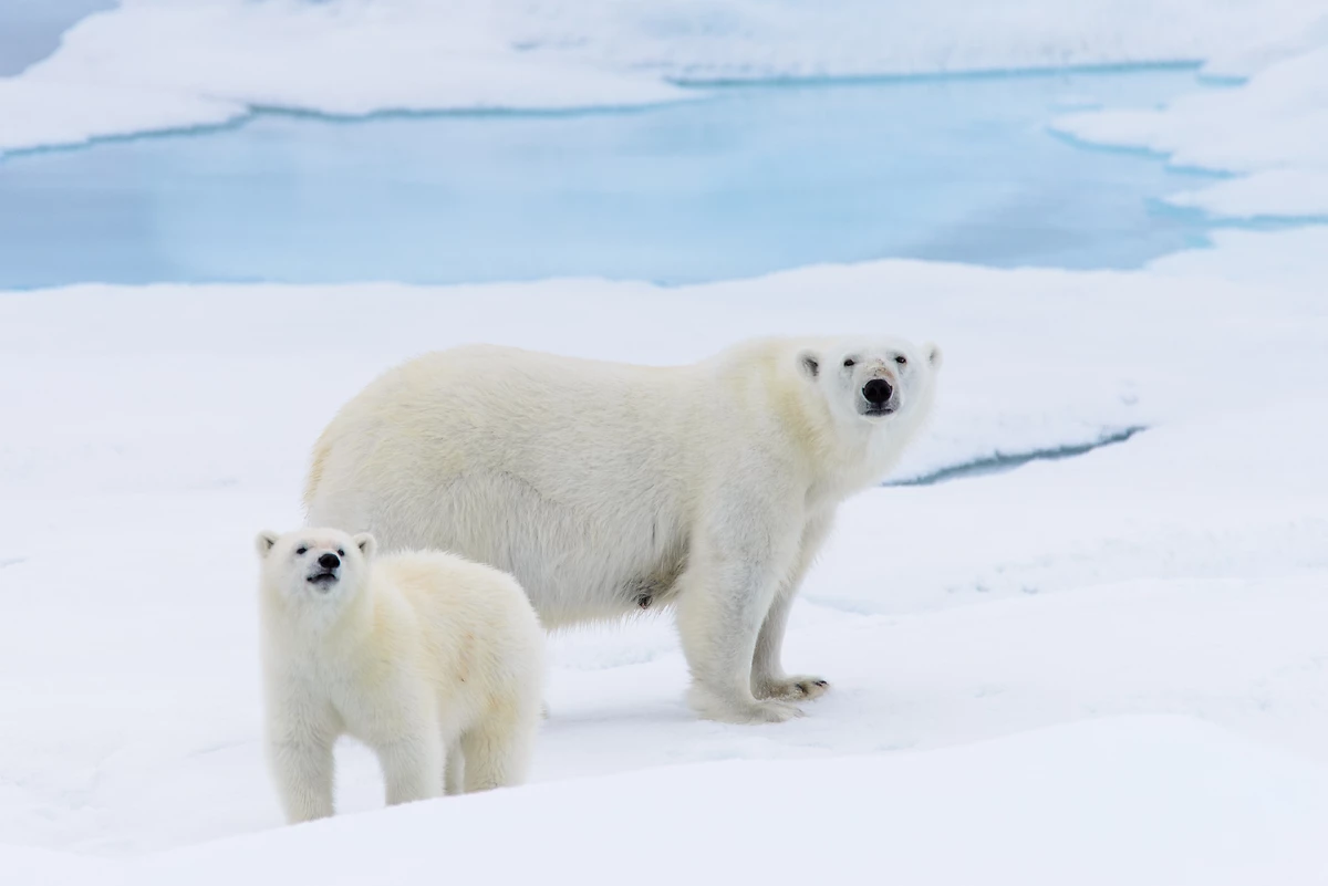 Ours polaires (mère et son petit), Svalbard, Norvège