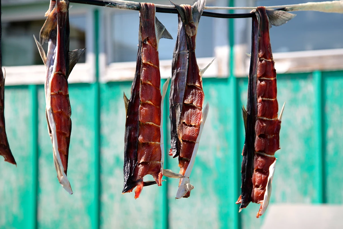 Saumons séchant au soleil, Sisimiut, Groenland