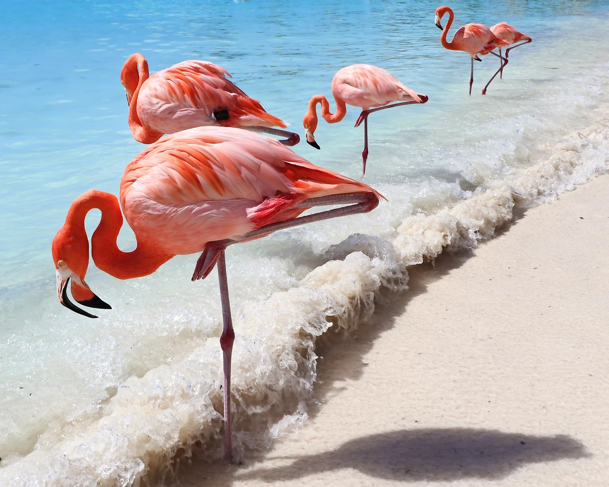 Plage et flamants roses, Aruba, Antilles Néerlandaises