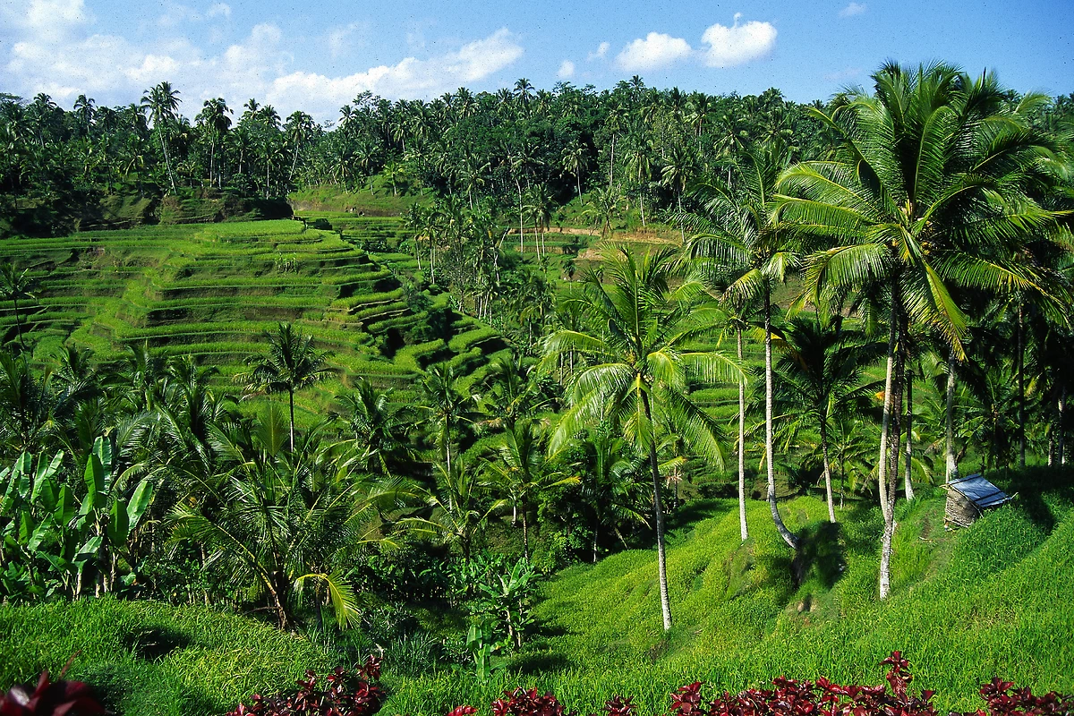 Rizières d'Ubud, Bali, Indonésie