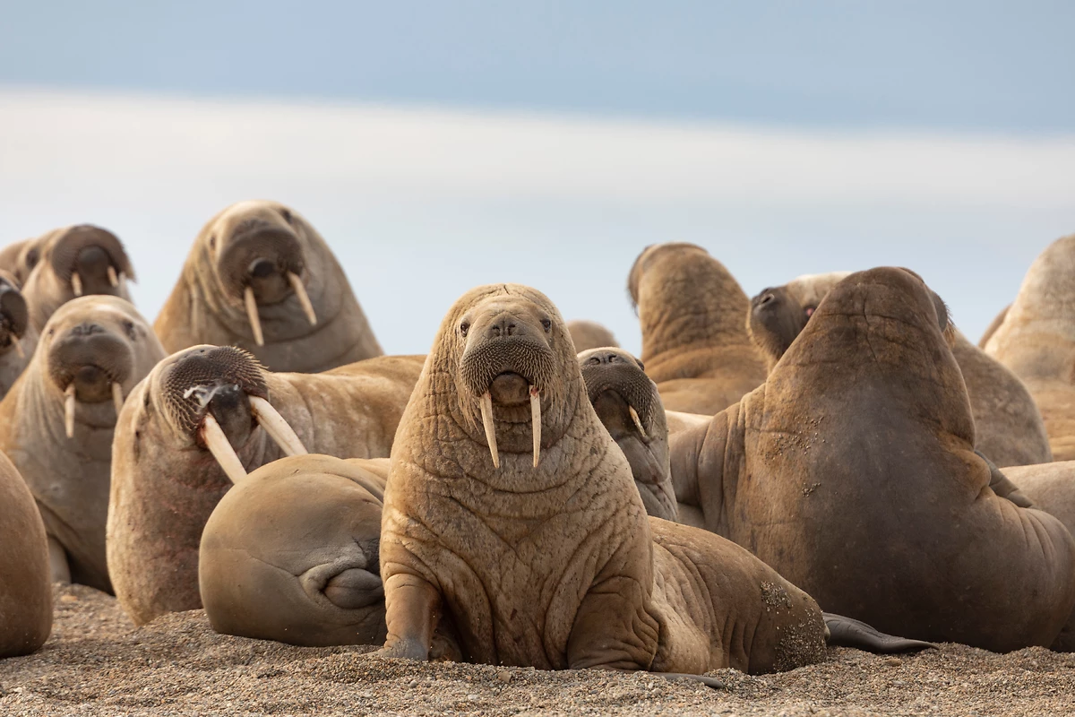Morses sur une plage de sable, Svalbard, Norvège