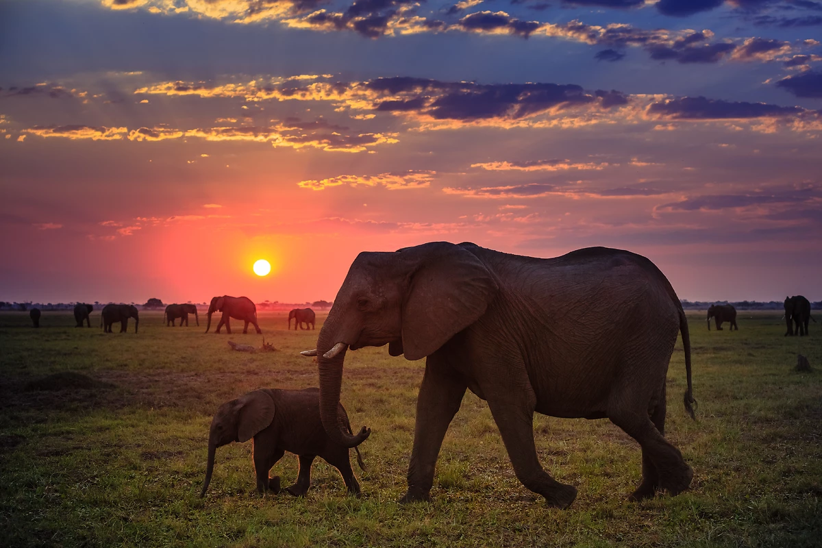 Eléphants, parc national de Chobe, Botswana