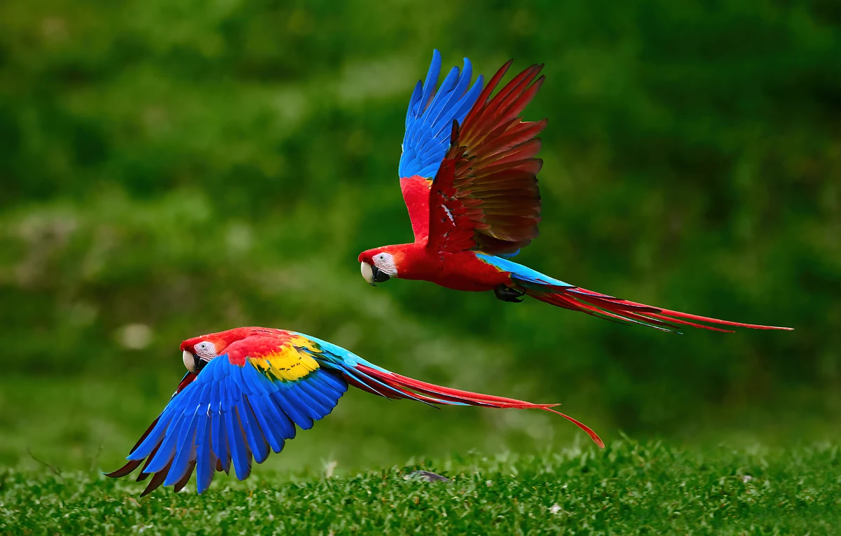 Ara macao, Costa Rica