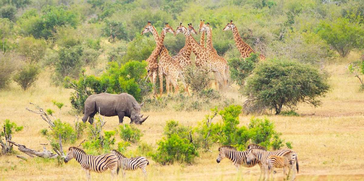Girafes, rhinocéros et zèbres, Parc Kruger, Afrique du Sud
