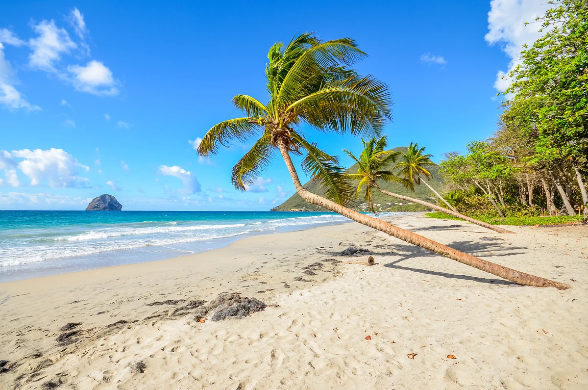 Cocotiers sur une plage de Martinique