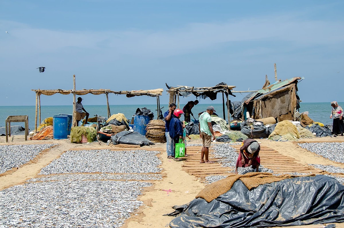 Marché aux poissons, Negombo, Sri Lanka