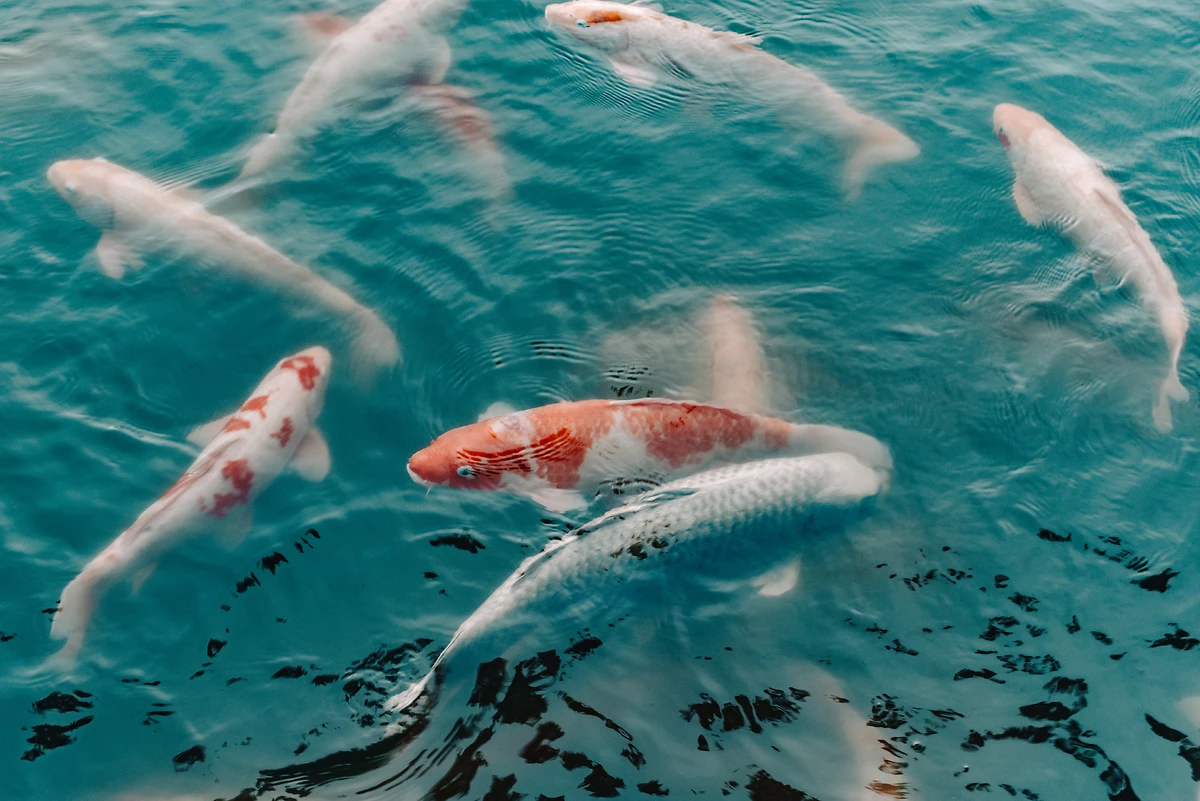 Carpes koï