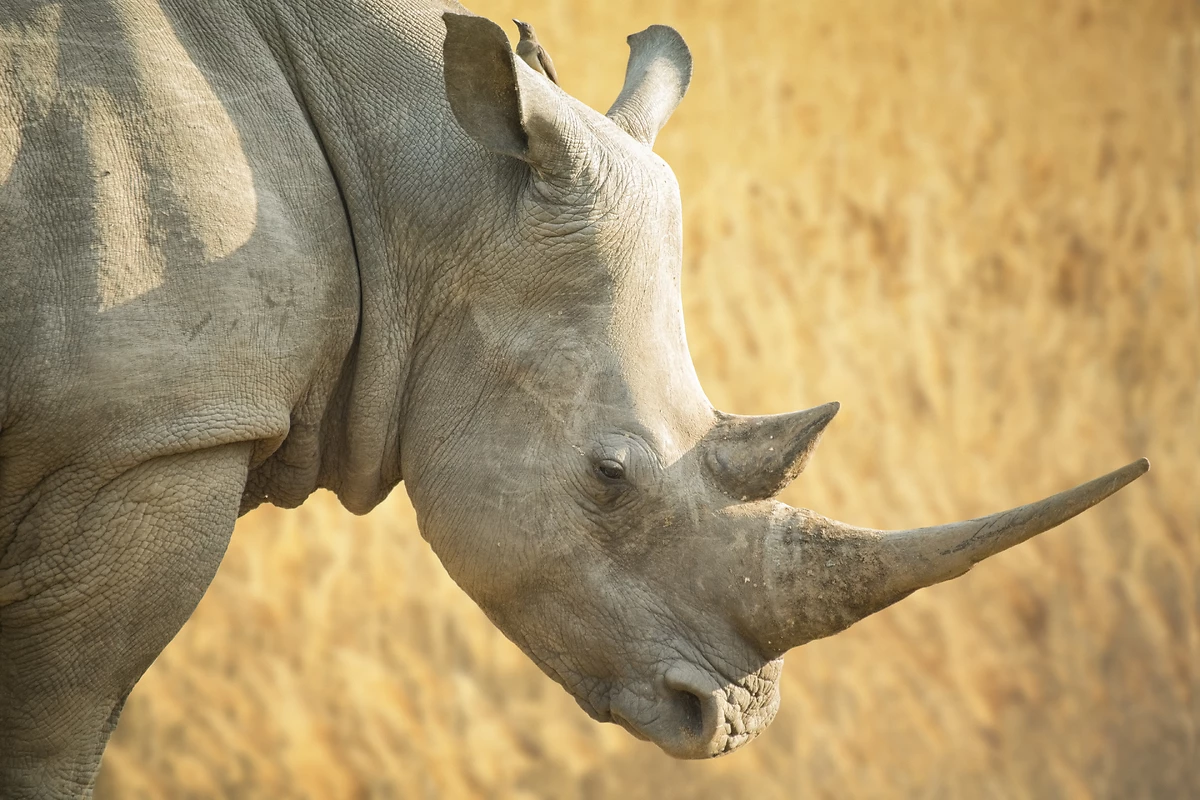 Rhinocéros, Afrique du Sud