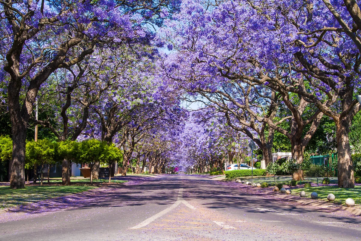 Rue couverte de pétales, Jacaranda, Afrique du Sud