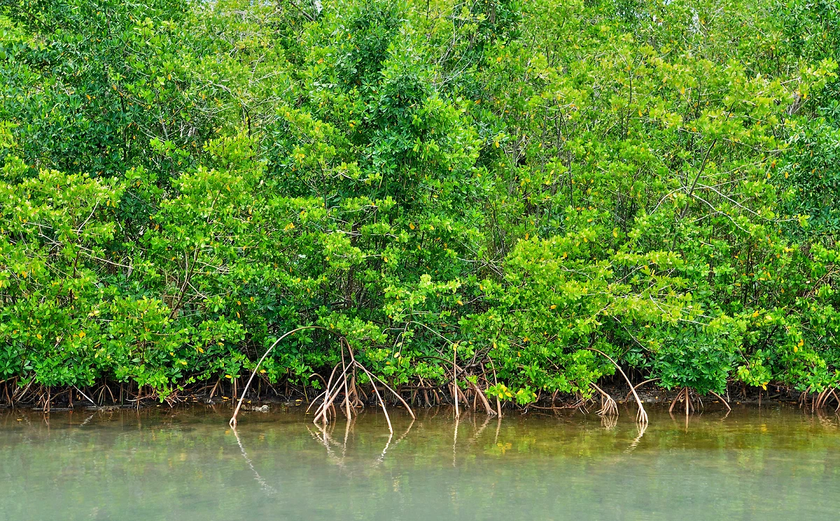 Mangrove, Guadeloupe