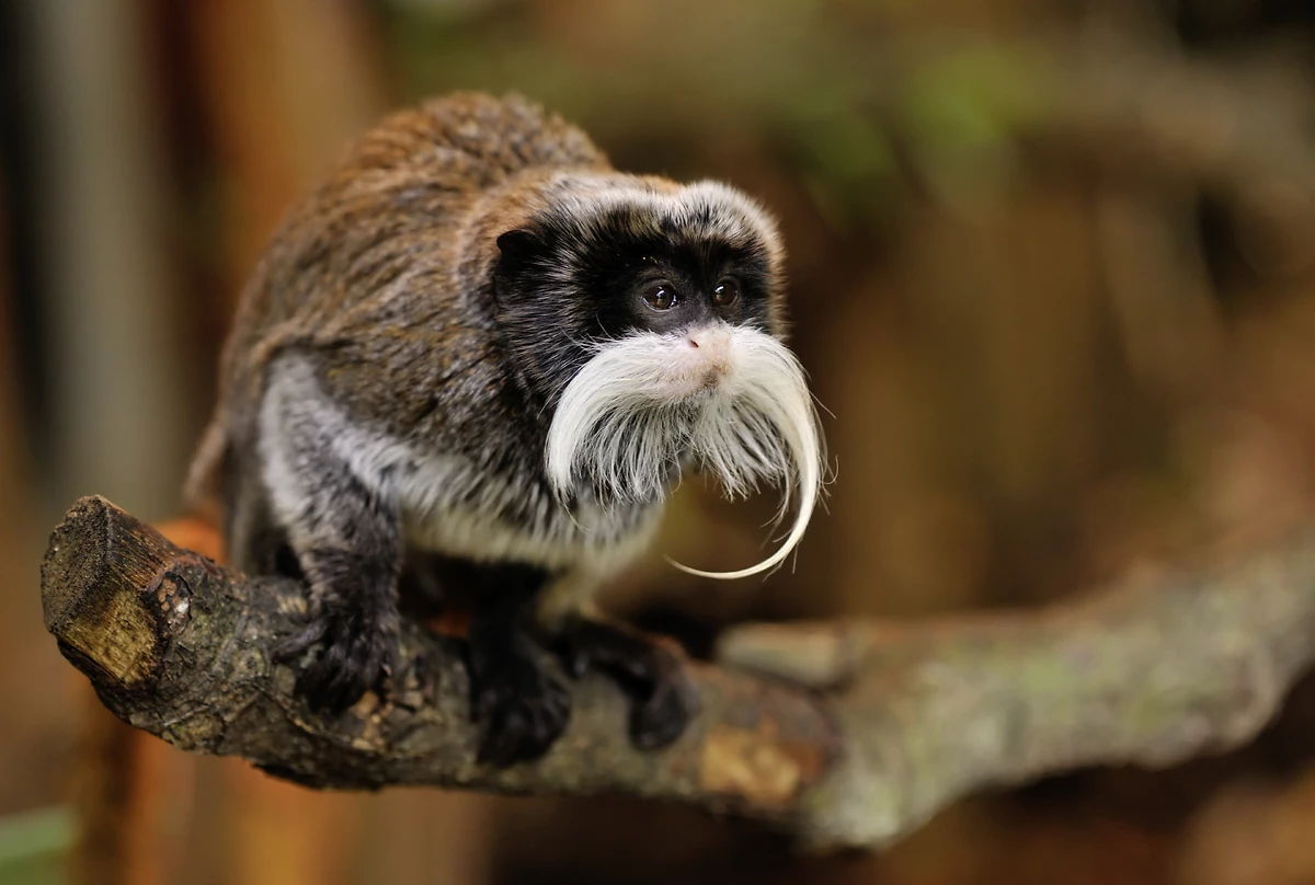 Single Empereur tamarin, Amazonie, Brésil
