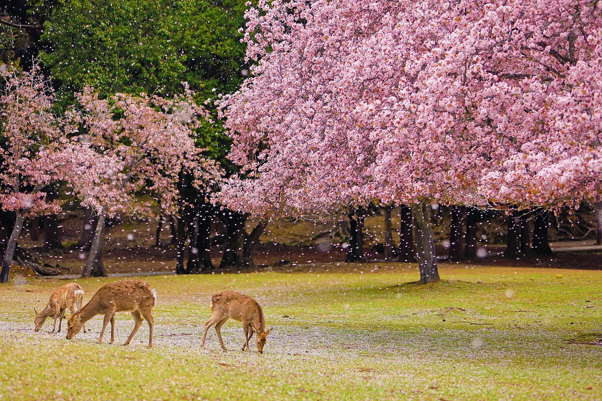Japon : Paisible parenthèse japonaise