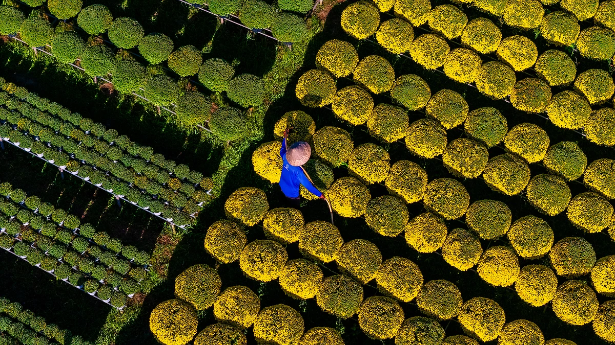 Vue aérienne du jardin de fleurs de Cho Lach à Ben Tre