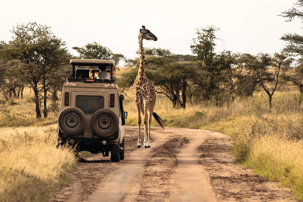 Safari, parc national du Serengeti, Tanzanie