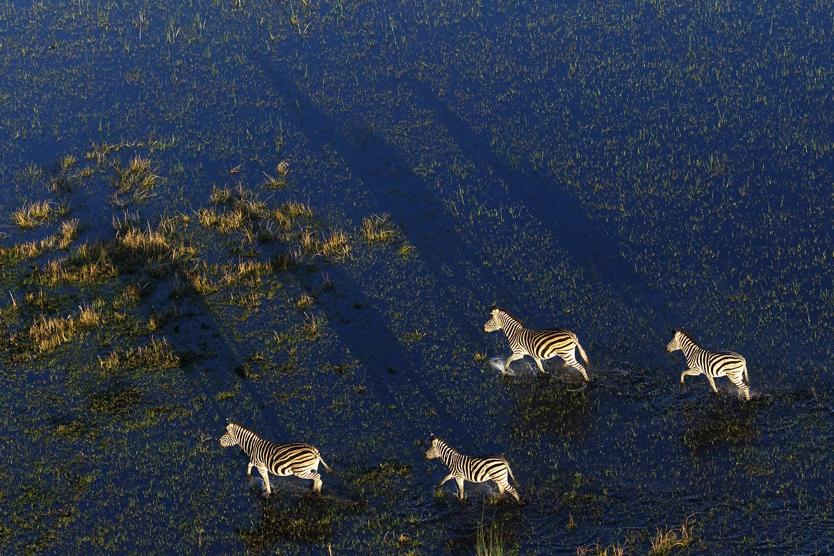 Zèbres, vue aérienne, delta de l'Okavango