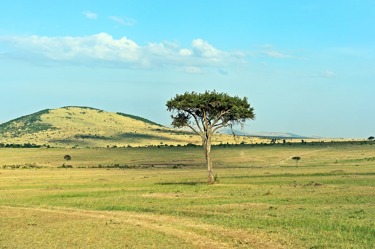 Acacia au milieu des plaines du Masai Mara, Kenya