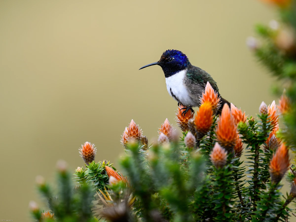 Colibri du Chimborazo, Équateur