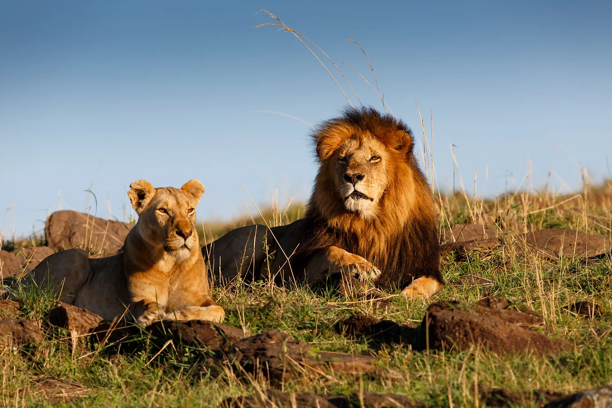 Tanzanie : Terre Safaris