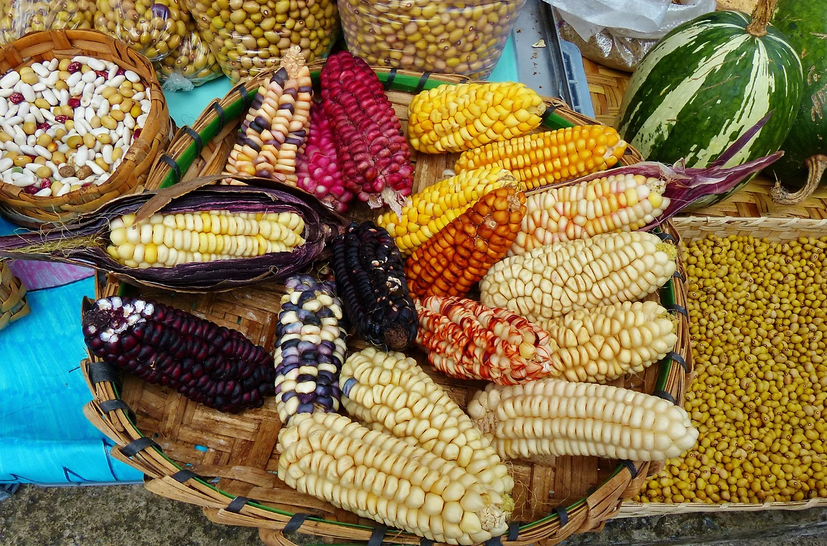 Épis de maïs colorés, Cuenca, Équateur