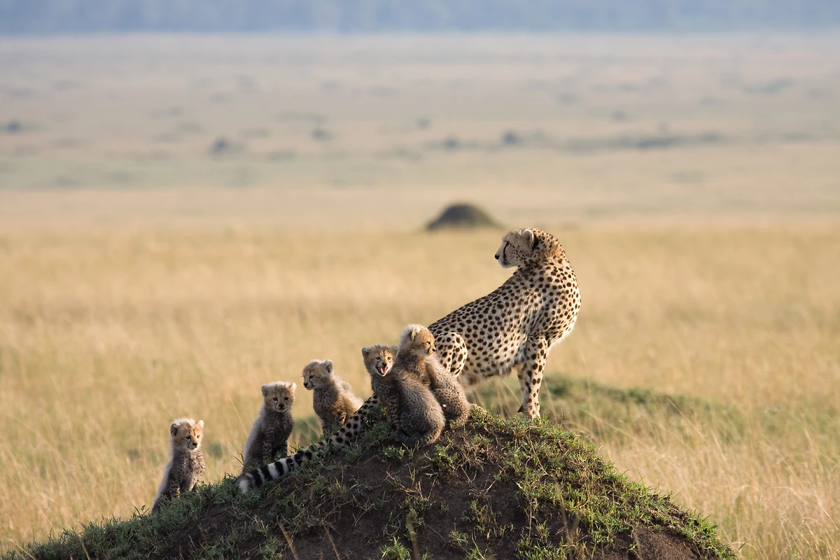 Kenya : Intensément Kenya en privé