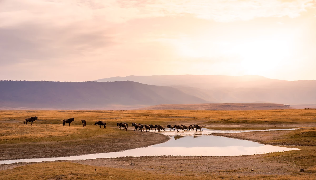 Gnous dans le cratère du Ngorongoro, Tanzanie