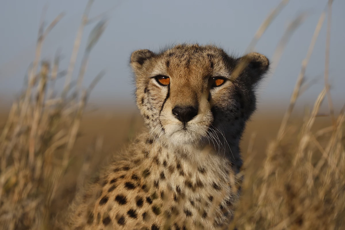 Léopard au Serengeti, Tanzanie