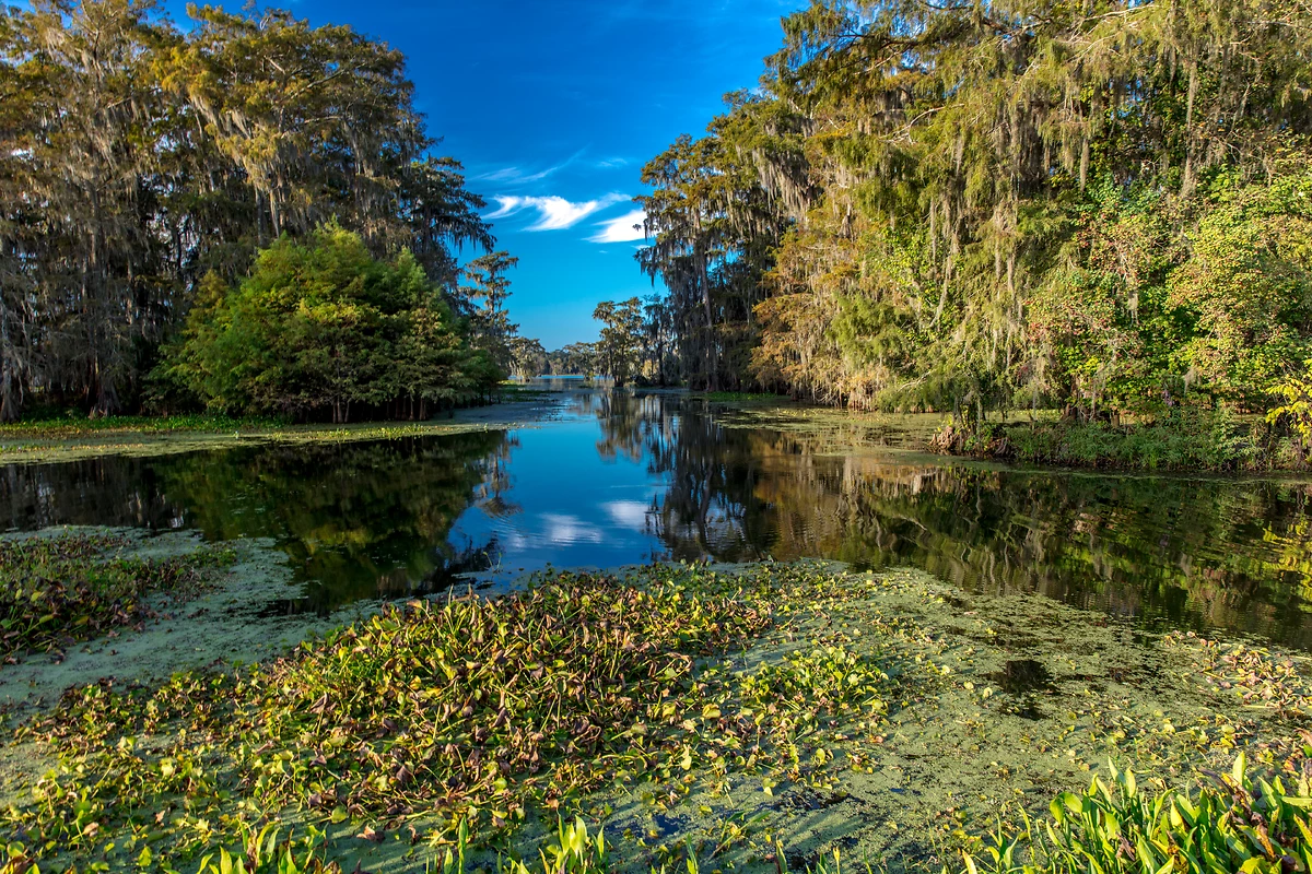 Marais cajun et lac Martin, Lafayette, Louisiane