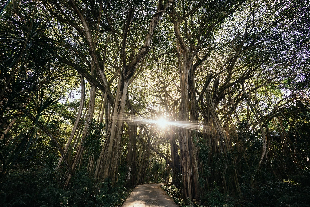 Nature environnante, Fregate Island, Île de Frégate, Seychelles