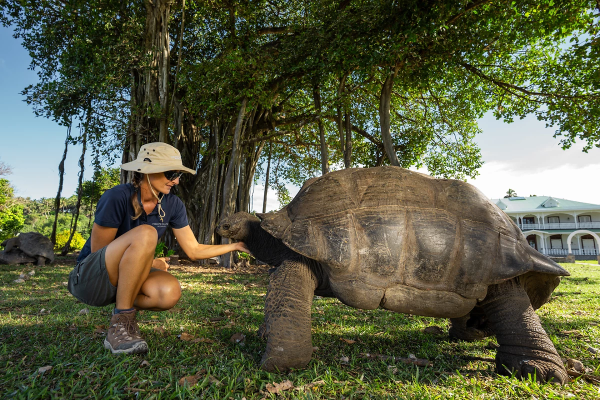 Tortues géantes de l'île, Fregate Island, Île de Frégate, Seychelles