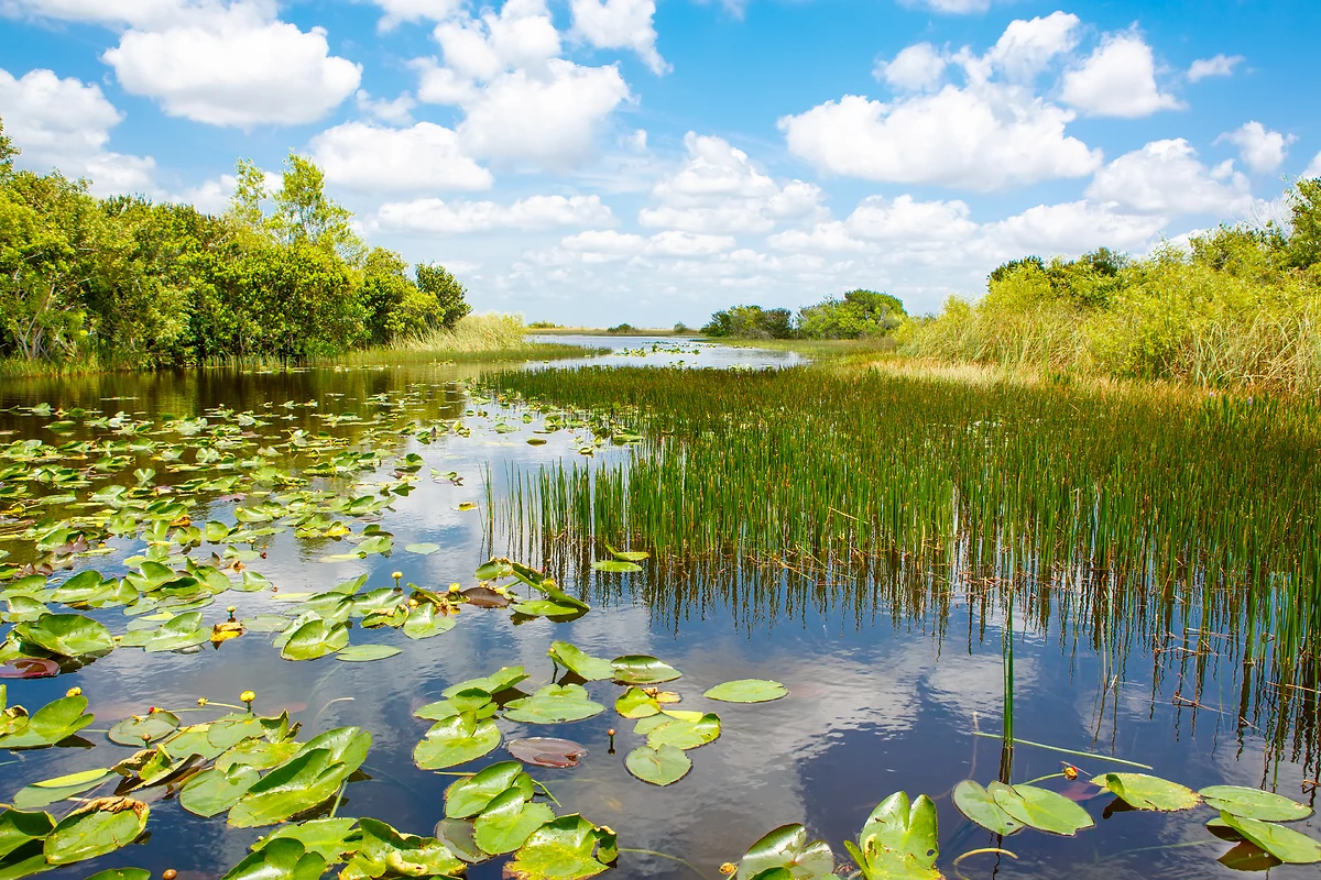 Balade dans les rives du parc national des Everglades, Floride